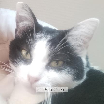 Photo 3/3 Chat retrouvé Perdu à Haux