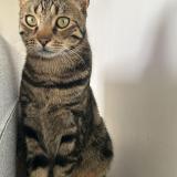 Photo de chat perdu à Pontoise