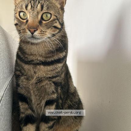 Photo 1/1 Chat retrouvé Perdu à Pontoise