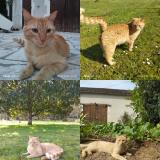 Photo de chat perdu à Pindray