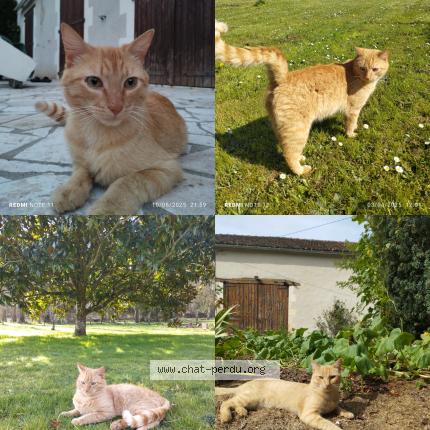Photo de chat perdu à Pindray