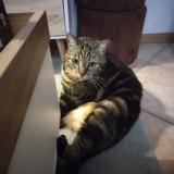 Photo de chat perdu à Bouguenais