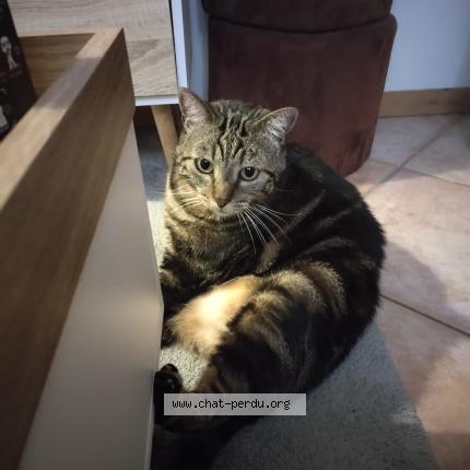 Photo 1/1 Chat retrouvé Perdu à Bouguenais