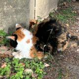 Photo de chat trouvé à Caluire Et Cuire