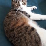 Photo de chat perdu à Macon