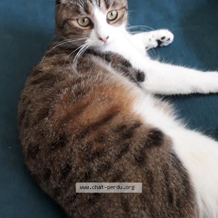 Photo de chat perdu à Macon