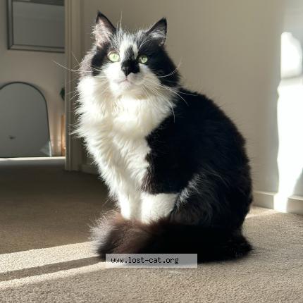 Photo 1/1 Zeki Chat perdu à Mentone