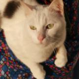 Photo de chat perdu à Henin Beaumont