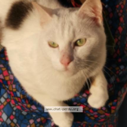 Photo 1/1 Chat retrouvé Perdu à Henin beaumont