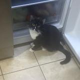 Photo de chat perdu à North Chesterfield