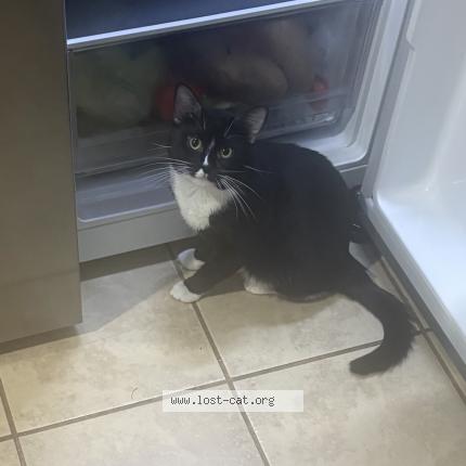 Photo 1/1 Smokey Chat perdu à North chesterfield