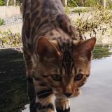 Photo de chat perdu à Saint Martin De Seignanx