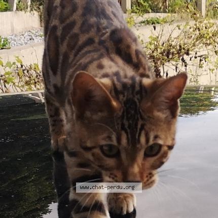 Photo 1/2 Chat retrouvé Perdu à Saint martin de seignanx