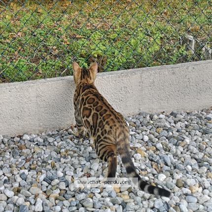 Photo 2/2 Chat retrouvé Perdu à Saint martin de seignanx