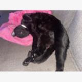 Photo de chat perdu à Tomball