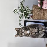 Photo de chat perdu à Pradines