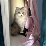 Photo de chat perdu à Bordeaux