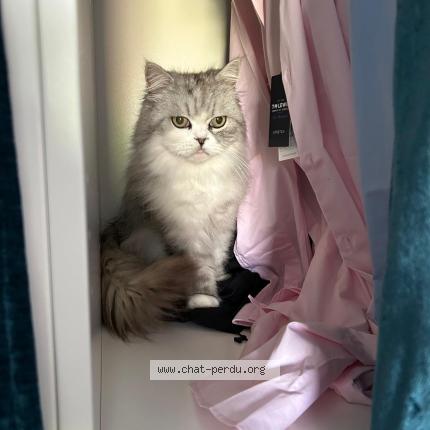 Photo 1/1 Chat retrouvé Perdu à Bordeaux