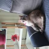 Photo de chat perdu à St Pierre Des Corps