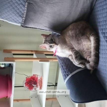 Photo 1/1 Chat retrouvé Perdu à St pierre des corps