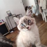 Photo de chat perdu à Paris