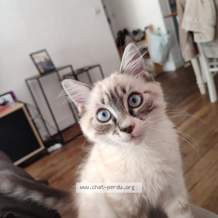 Photo 1/1 Chat retrouvé Perdu à Paris