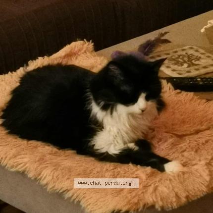 Photo 1/1 Chat retrouvé Perdu à Cergy Le Haut