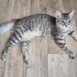 Photo de chat perdu à Fleury Sur Orne