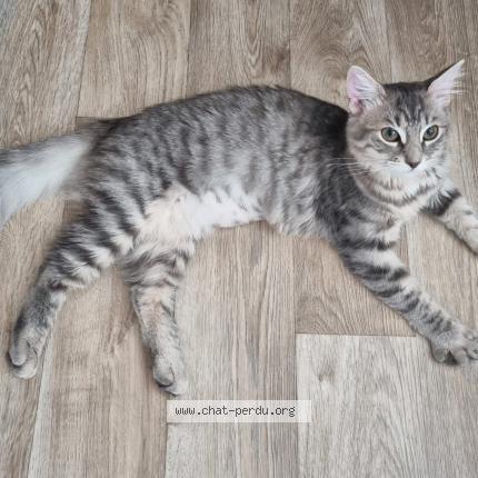 Photo 1/1 Chat retrouvé Perdu à Fleury sur orne