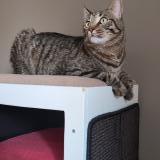 Photo de chat perdu à Argentan