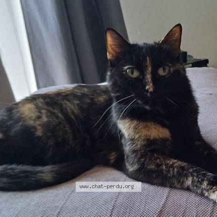 Photo 1/1 Chat retrouvé Perdu à Nanteuil Le Haudouin