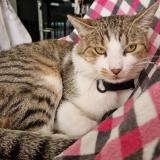 Photo de chat perdu à Plan D Orgon