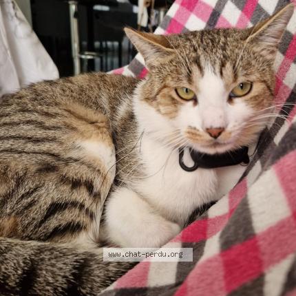 Photo de chat perdu à Plan D Orgon
