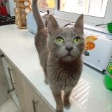 Photo de chat perdu à Santiago