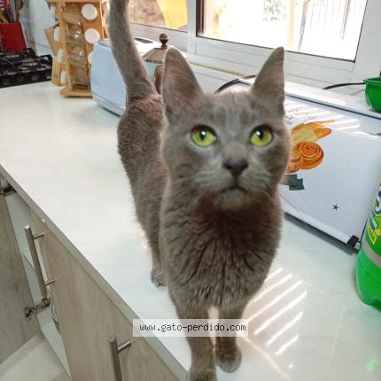 Photo 1/1 ANASTASIA Chat perdu à Santiago