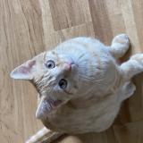 Photo de chat perdu à Escherange