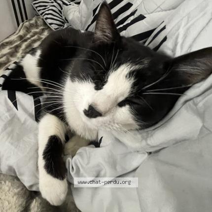 Photo 1/1 Chat retrouvé Perdu à Replonges