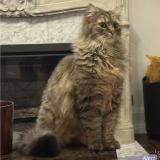 Photo de chat perdu à Gravelines