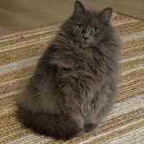 Photo de chat perdu à Monterey Park