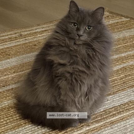 Photo 1/1 Liam Chat perdu à Monterey park