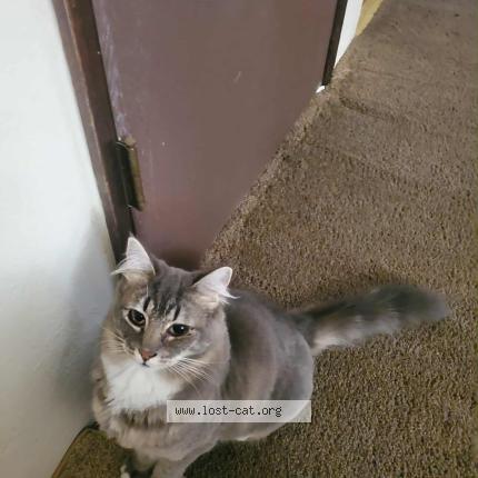 Photo 1/1 Elizabeth Chat perdu à Eugene