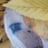 Photo de chat trouvé à Colomiers