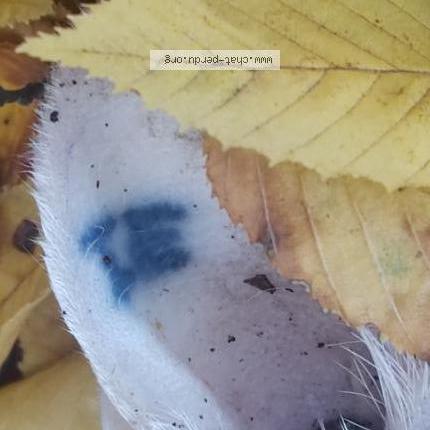 Photo 1/1 Chat retrouvé Trouvé à Colomiers