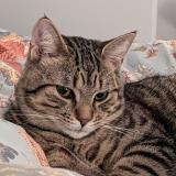 Photo de chat perdu à Saint Antoine La Foret