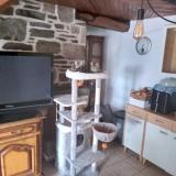 Photo de chat perdu à Cleguerec