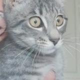 Photo de chat perdu à Clermont Ferrand