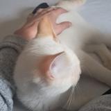 Photo de chat perdu à Saint Sorlin De Vienne