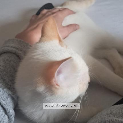 Photo de chat perdu à Saint Sorlin De Vienne