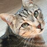 Photo de chat perdu à Rouen