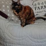 Photo de chat perdu à Saint Nazaire